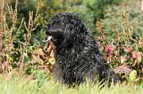 BOUVIER DES FLANDRES 111